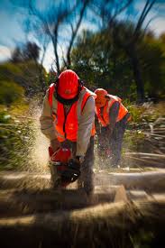 Chainsaw and forestry practical training